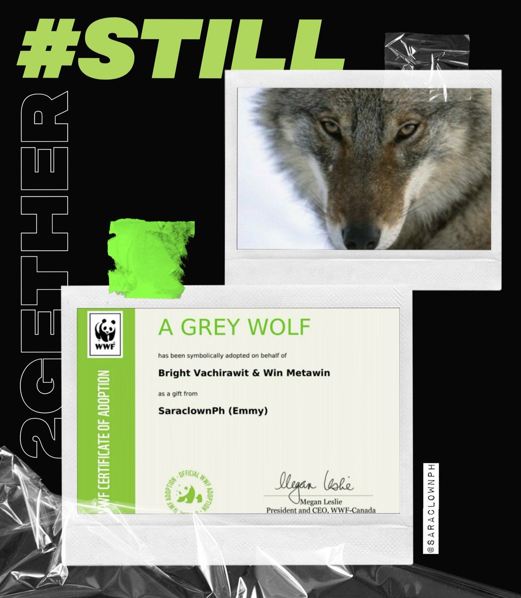 SaraclownPH's tweet photo. In celebration of the start of STILL2GETHER this day, our team, with the initiative of our big sis @melbbrightvc , initiated an ADOPT AN ANIMAL PROJECT (A GREY WOLF 🐺) symbolically adopted on behalf of @bbrightvc and @winmetawin , in collaboration with @WWFCanada ☀️🐰 #ยังคั่นกู https://t.co/3I2j2ILtGo