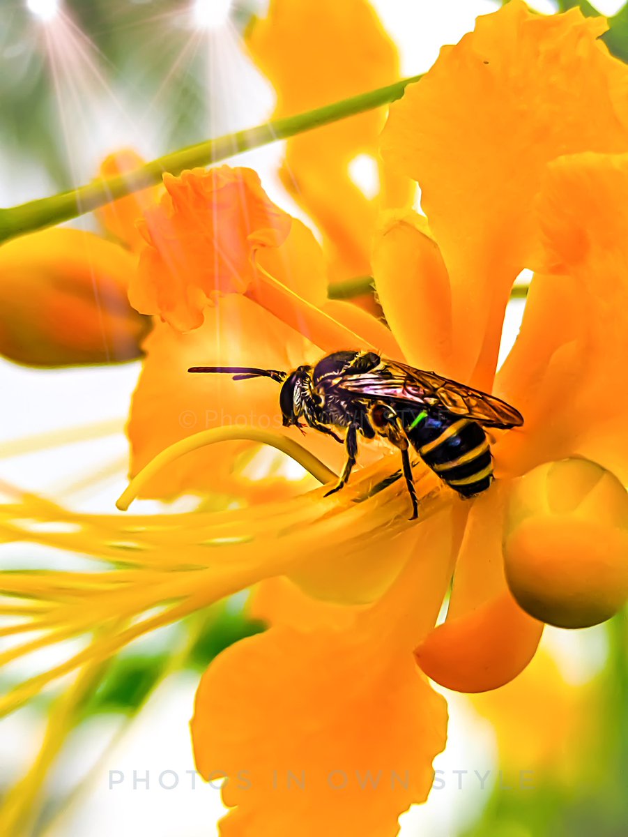 IN_OWN_STYLE's tweet photo. Honey bee 😀
#Macro #macrophotography #phitosinownstyle #bees #naturelovers #NaturePhotography #nature #photographers https://t.co/ILpUbD3a2j