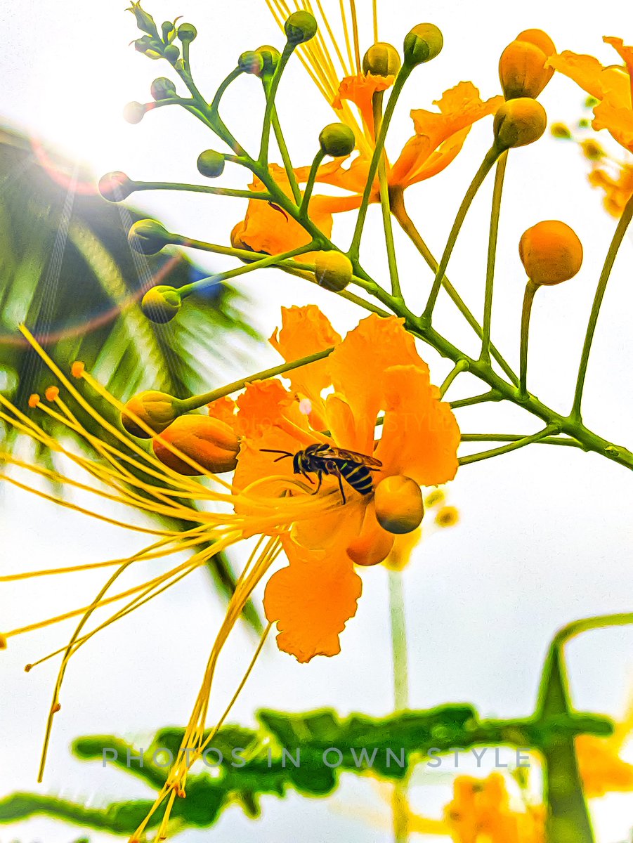 IN_OWN_STYLE's tweet photo. Honey bee 😀
#Macro #macrophotography #phitosinownstyle #bees #naturelovers #NaturePhotography #nature #photographers https://t.co/ILpUbD3a2j