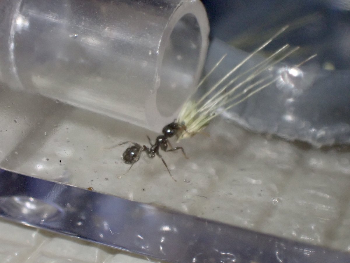 星 アリ クロナガアリ類はこのエサ運びがめっちゃかわいいですね