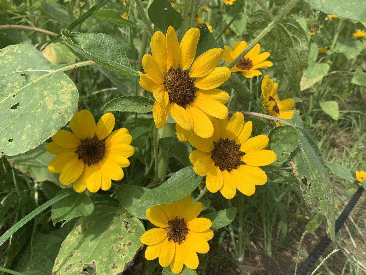 長居植物園 長居ひまわりレポ 年8月14日 本日の ひまわり 畑です 美しく咲き誇ってくれた一番花の花ガラは切り取りました 二番 三番花は続々開花中 一株に対して4 5個の花を咲かせるので 小ぶりでもボリュームがありとってもかわいいです