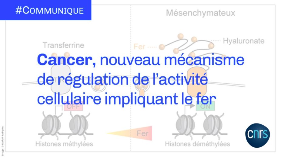 nutrimis_fr's tweet photo. Un récent #communiqué du @CNRS dévoile que des #scientifiques de leur centre réalisant des #recherches au sein de l'@institut_curie ont prouvé que les #cellules #cancéreuses font appel à une #protéine membranaire pour internaliser du #fer.
https://t.co/LMhQ1qeOw7 https://t.co/UBVKOWdnT8