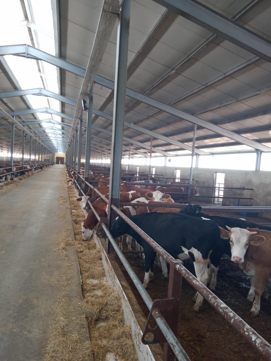 IAsyafarm's tweet photo. Good Morning Everybody🌞☀
🐄🐮Life has already begun on our farms..Our girls are finishing their breakfast🐄🐮
How are your situations? Are the breakfasts over? Is everyone ready for the Weekend?Who watched the meteor showers?🌟🌟
#intermilk #asyafarm #nature #cows #breakfast https://t.co/TvVfnaGlMP