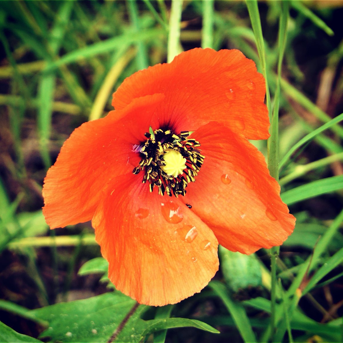 zkocht's tweet photo. Mein Garten.  My Garden. 
私の庭
#essen #kochen #cookin #food #foody 
#mohnblume  #poppyflower #ケシの花 #keshinohana #mäk #pipacs #mak #garten #garden https://t.co/snZqIrExOI