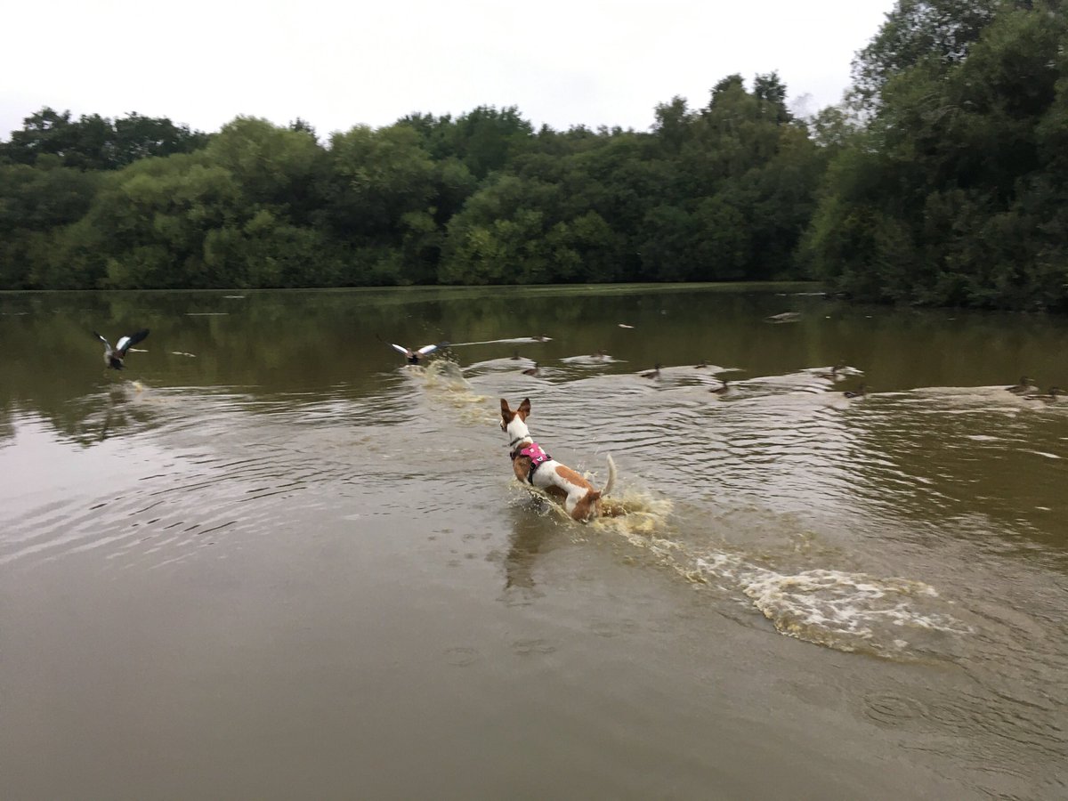 AnnKerr3's tweet photo. I have held off posting dogs-in-water at Kingsmere but the harassment of the Egyptian Geese was appalling. Credit for the ‘action’ shots goes to the cowardly dog owner who skulked well out of sight while the terrier went for them at 06.55 @WimbledonCommon https://t.co/XFwb7imaMa