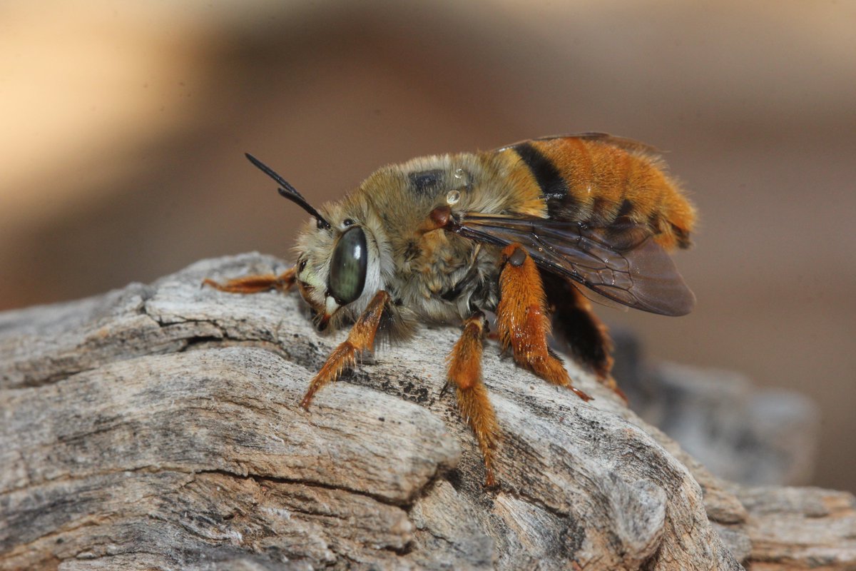 This is a native Teddy Bear Bee at Scotia Sanctuary @awconservancy  #wildbees #wildoz  #NewSouthWales #nationalgeographic #nativebeesaustralia  #teddybearbee #nativepollinators #insectphotography