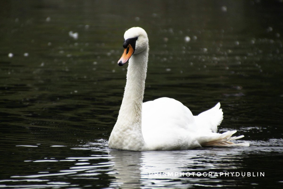 #swan #swanphotography #animal_captures #animalphotography #ThePhotoHour #images_with_stories #photography