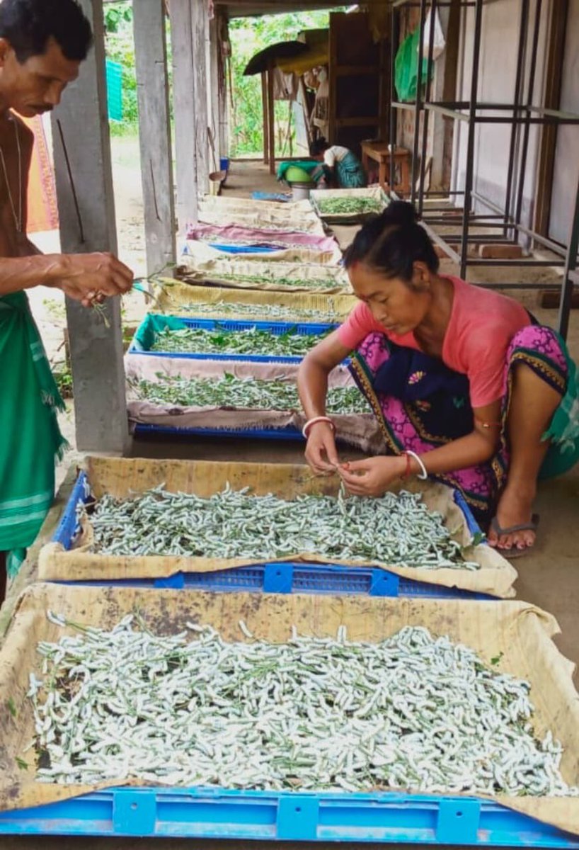 DeuriJogesh's tweet photo. Women busy with Eri culture in BTC https://t.co/kqUa7Dtaqz