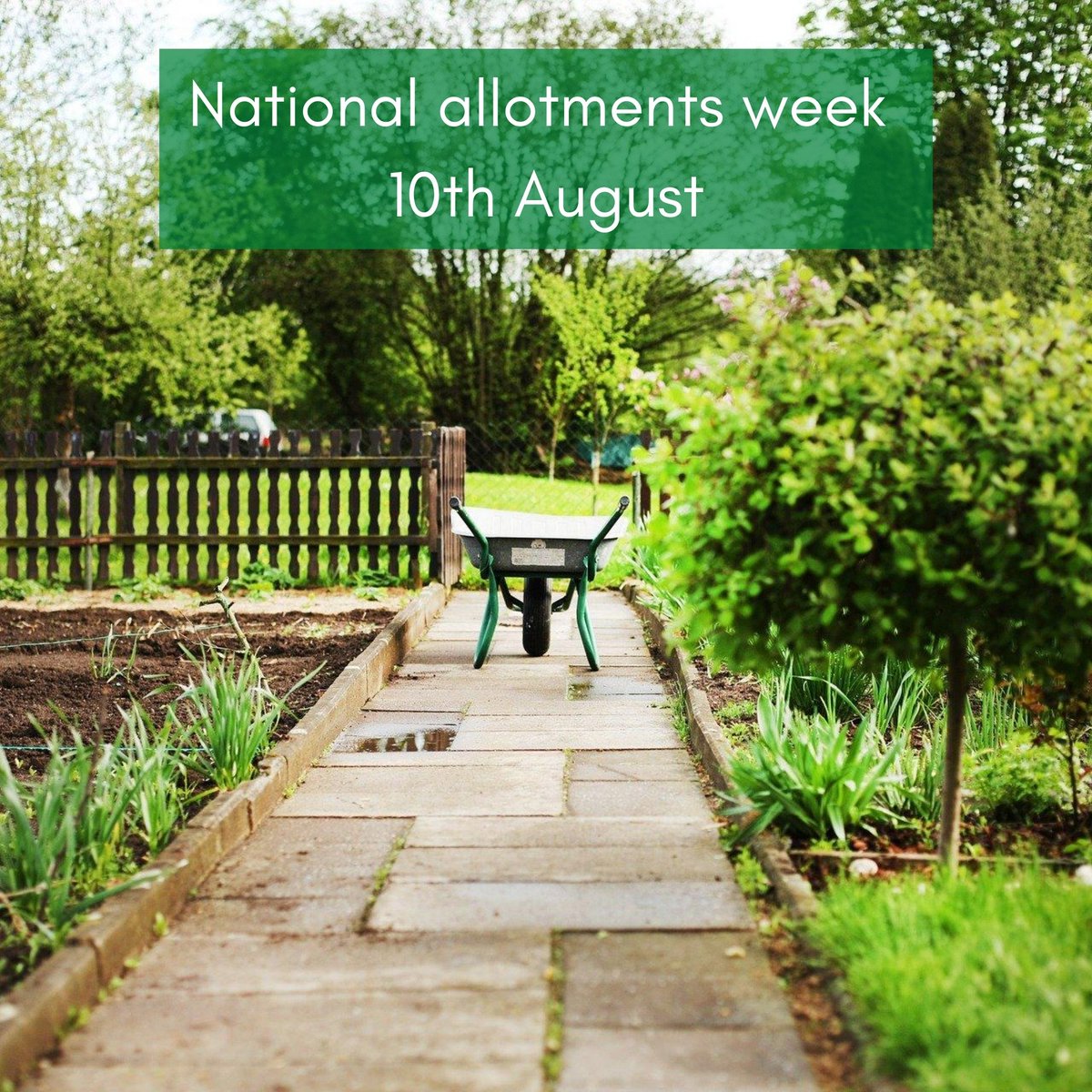 data_dev's tweet image. Britain is celebrating a lot of things in August, and allotments are one of them! Carrie and Jiji both love gardening and have allotments of their own. What are your favourite things to grow? 🌱

#datadevelopments #teamdatadev #nationalallotmentweek #growyourown #sustainablitiy