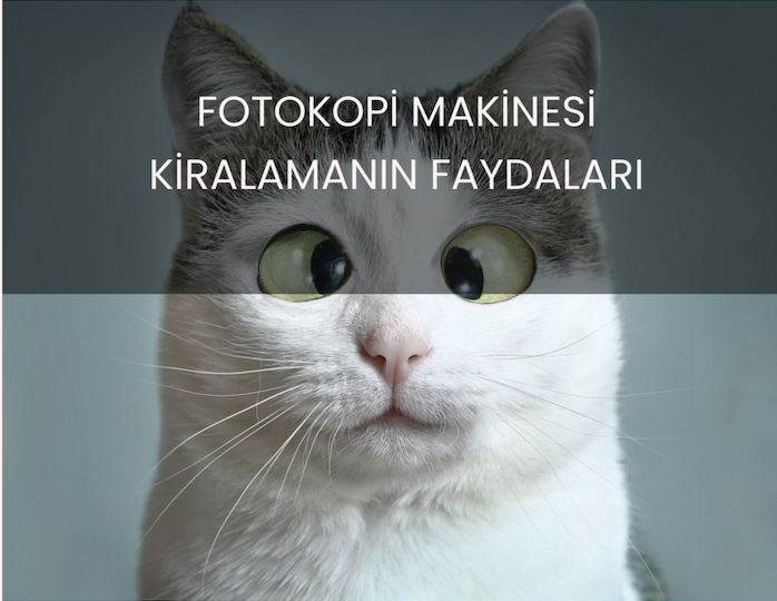 Fotokopi makinesi kiralamanın faydaları hakkında yazdığımız içeriği okumayı unutmayın.
mertburo.com/blog/fotokopi-… #fotokopi #yazıcı #fotokopimakinesi #fotokopikiralama #yazıcıkiralama #toner #yazıcıteknikservis #fotokopimakinesiteknikservis #Develop #xerox #kyocera #konicaminolta