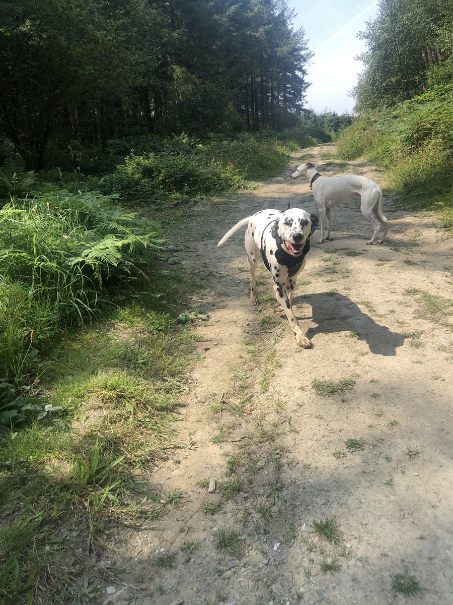 muddypaws2012's tweet image. Maggie in Ladock Woods