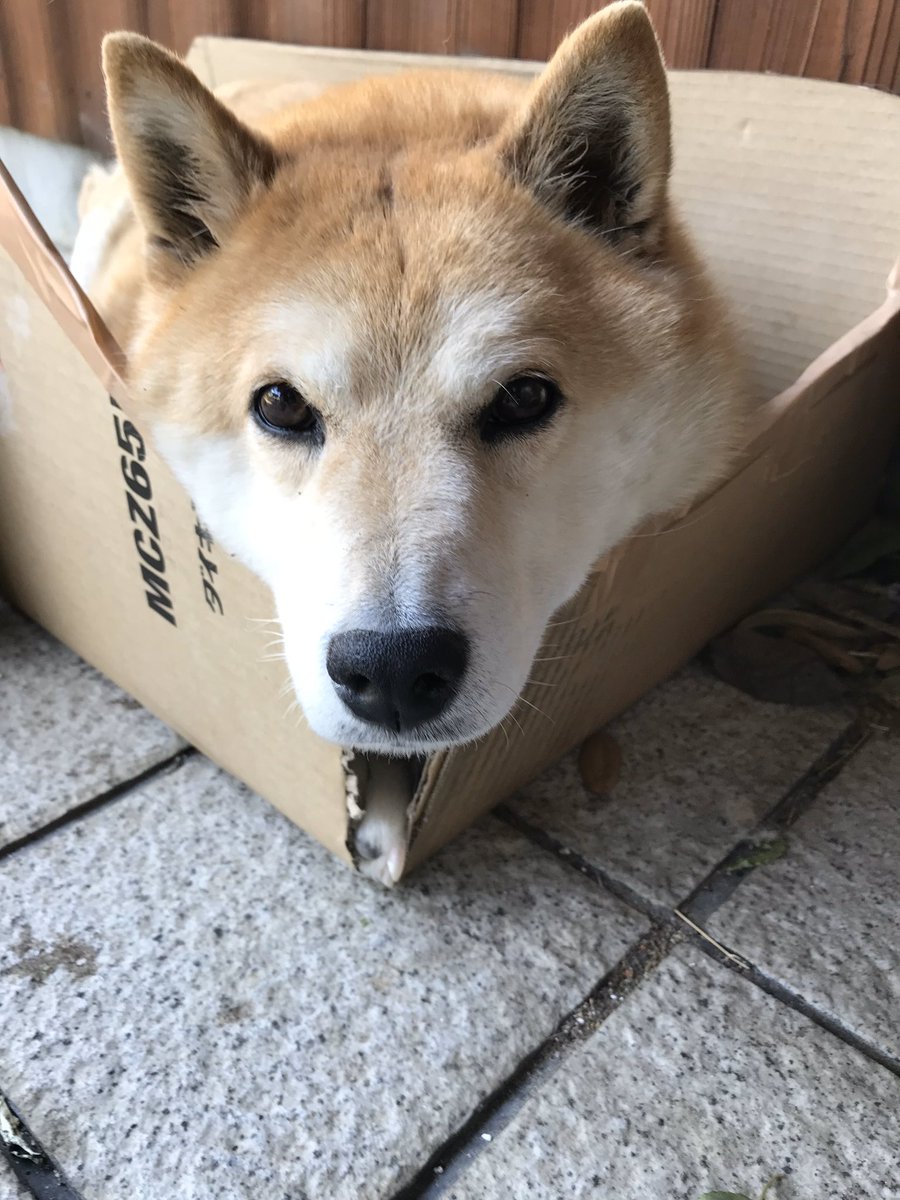 挟まったわんこ ヘソ天わんこ 犬部ベストショット とても味わい深い顔やポーズが集まったので ぜひ癒されてほしい Togetter 挟まったわんこ ヘソ天わんこ 犬部ベストショット とても味わい深い顔やポーズが集まったので ぜひ癒されてほしい Togetter