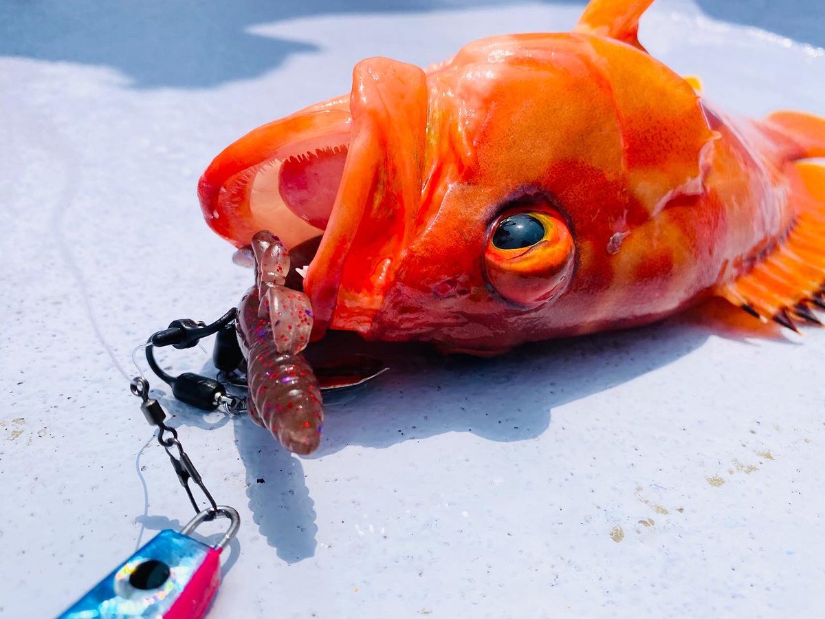 Twitter पर Fuji Kogyo Co Ltd 夏といえばロックフィッシュ この夏は リグスベル を使って スーパーナチュラルフォールでハタを魅了しましょう ナチュラルにフォールするワームは まるで餌 ルアマガ やルアーニュースにも掲載されたリグスベル 是非web版 Twitter पर Fuji Kogyo Co Ltd 夏といえばロックフィッシュ この夏は リグスベル を使って スーパーナチュラルフォールでハタを魅了しましょう ナチュラルにフォールするワームは まるで餌 ルアマガ やルアーニュースにも掲載されたリグスベル 是非web版