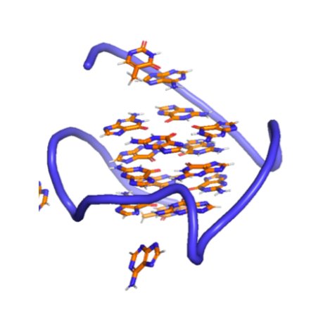 QUADRUPLEX DNA:A four-stranded structure, this looks a lot like a tangle in your DNA!Quadruplexes have been found in cancer cells and have become a new target for developing cancer therapies.