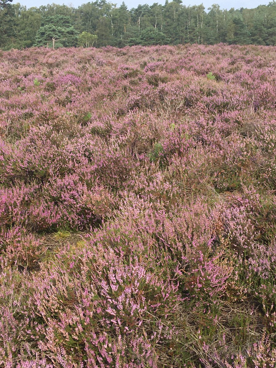 Iedere dag een beetje paarser !!!!
#schaapskuddeglk.