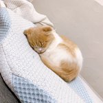 愛猫をシャンプーしたら？「人間なんか信じるもんか」状態になってしまった!ｗ