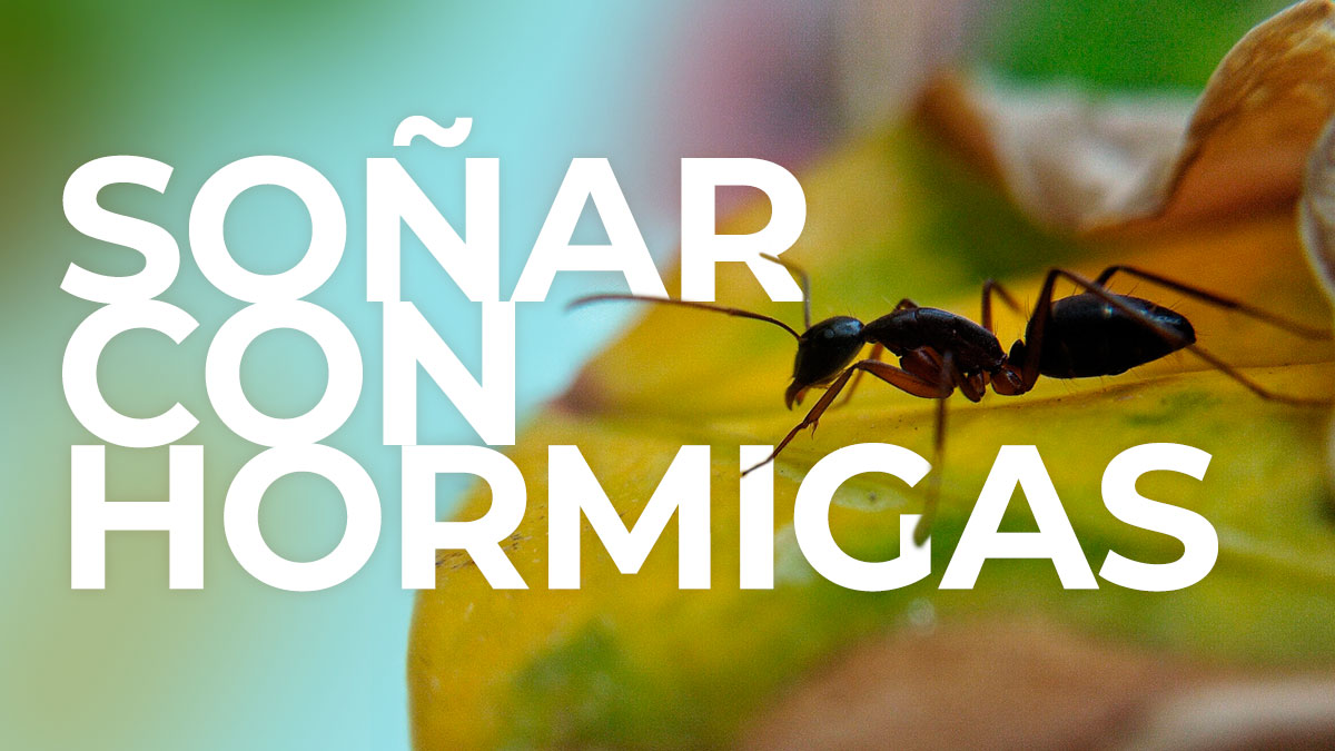 plagiser's tweet image. Según el color, la cantidad, el tamaño y el lugar, soñar con hormigas puede tener un significado diferente. 
Infórmate en el siguiente post.
➡️plagiser.com/es/blog-plagis…