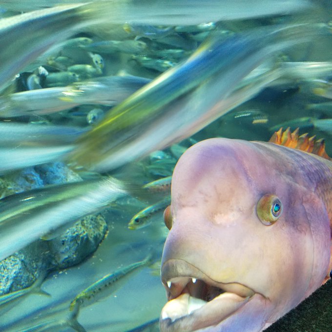 イワシの大群のtwitterイラスト検索結果 古い順