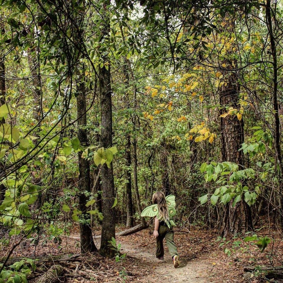 TaleTwig's tweet image. 𝘊𝘢𝘯 𝘺𝘰𝘶 𝘴𝘱𝘰𝘵 𝘪𝘵? 🌲🌳
A luna moth, wild and free.  This image by Nichole Holze​ draws me in every. single. time. 💚

twigandtale.com/products/luna-…

#twigandtale #lunamothwings