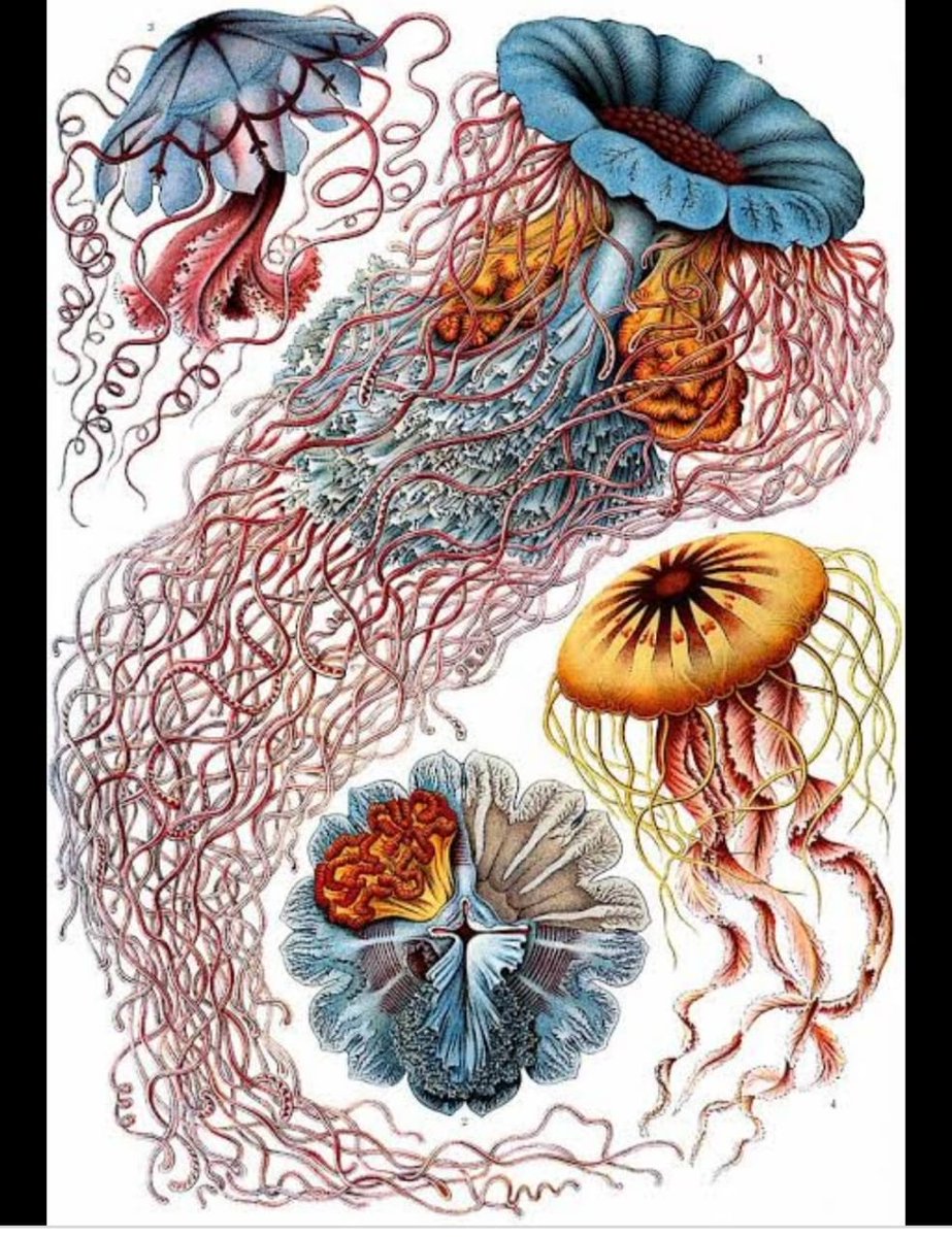 Hello! My name is Manasvi and I am taking part in the  #GlobalScienceShowToday I’ll be talking about Ernest Haeckel, My favourite science artist! Next up is  @shivaanisrini11 ! Bonus: I've attempted to replicate his artwork. It's a little something :)  @GlobalSciShow