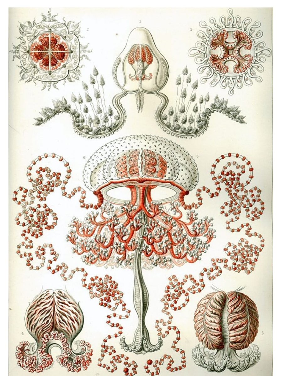 Hello! My name is Manasvi and I am taking part in the  #GlobalScienceShowToday I’ll be talking about Ernest Haeckel, My favourite science artist! Next up is  @shivaanisrini11 ! Bonus: I've attempted to replicate his artwork. It's a little something :)  @GlobalSciShow