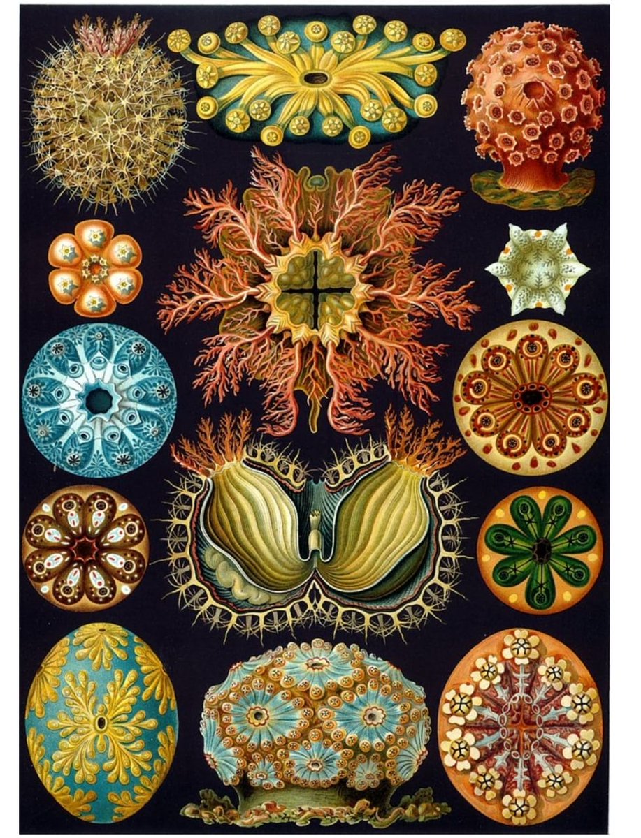 Hello! My name is Manasvi and I am taking part in the  #GlobalScienceShowToday I’ll be talking about Ernest Haeckel, My favourite science artist! Next up is  @shivaanisrini11 ! Bonus: I've attempted to replicate his artwork. It's a little something :)  @GlobalSciShow