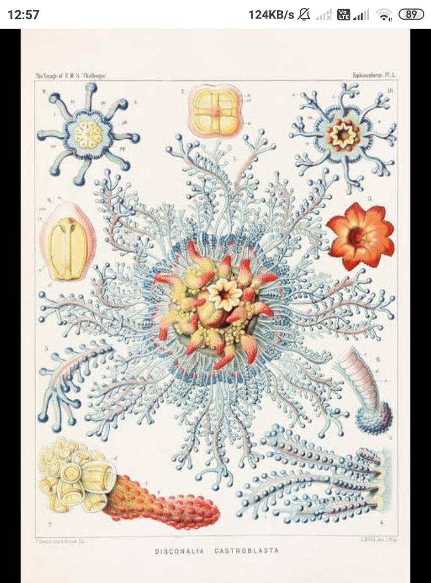 Ernest Haeckel has discovered thousands species and has the coined the terms – ecology, stem cell & Phylogeny!