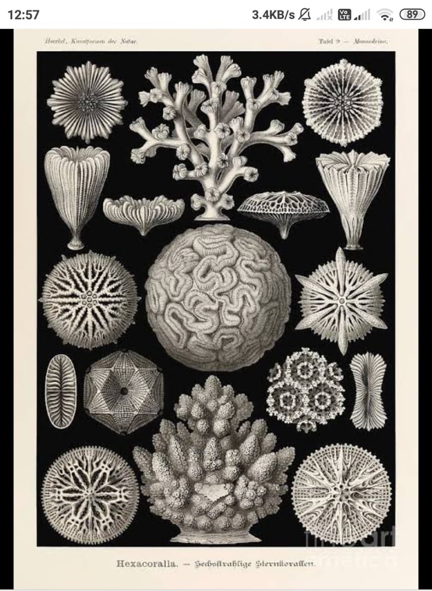 Ernest Haeckel has discovered thousands species and has the coined the terms – ecology, stem cell & Phylogeny!