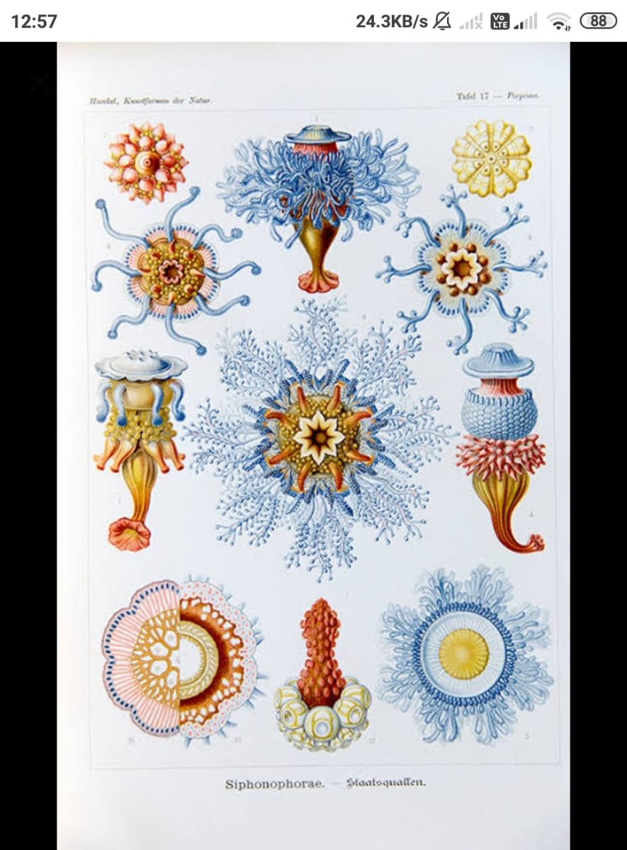 Ernest Haeckel has discovered thousands species and has the coined the terms – ecology, stem cell & Phylogeny!