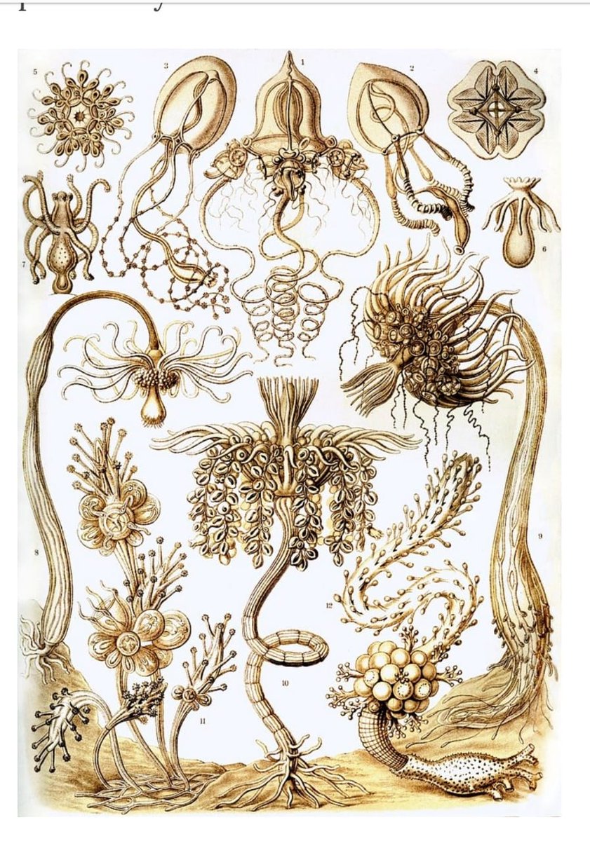 Ernest Haeckel has discovered thousands species and has the coined the terms – ecology, stem cell & Phylogeny!