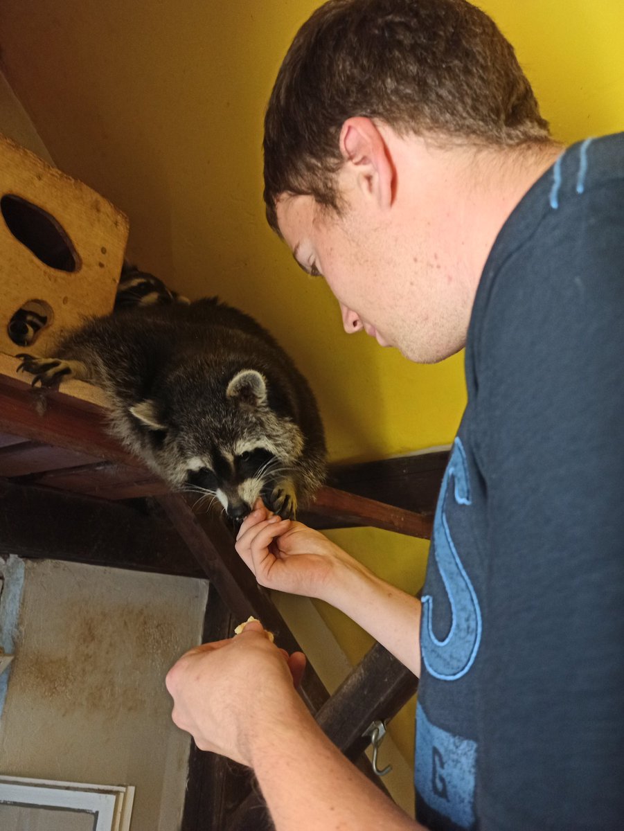 Mein Schatz durfte gestern Waschbären Kuscheln hatte sich sehr gefreut über sein Geschenk