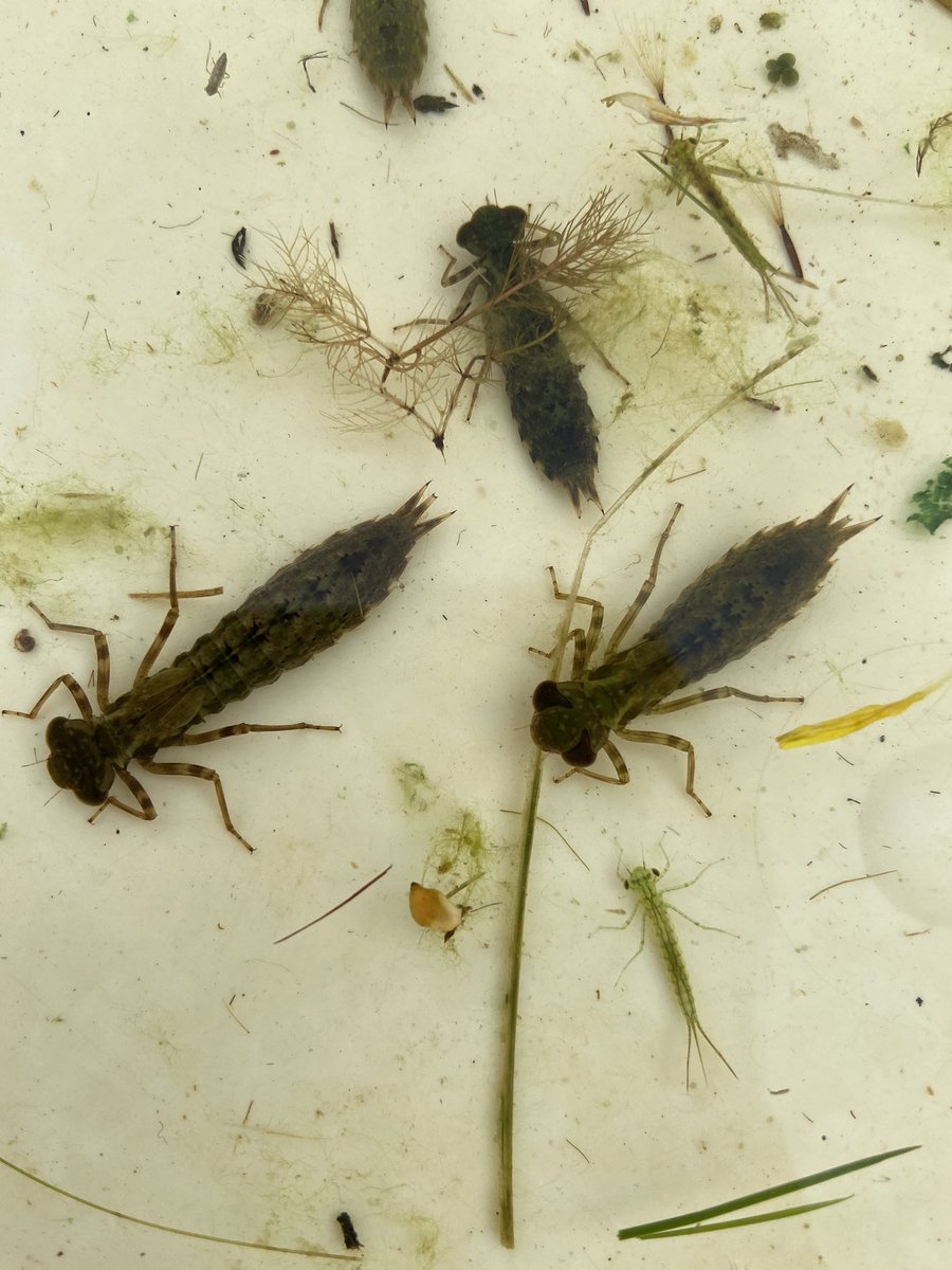 shunkoifish's tweet photo. When your highest stickleback population gets decimated by an incursion of odonates... #EXEFlife https://t.co/opke3kerBb