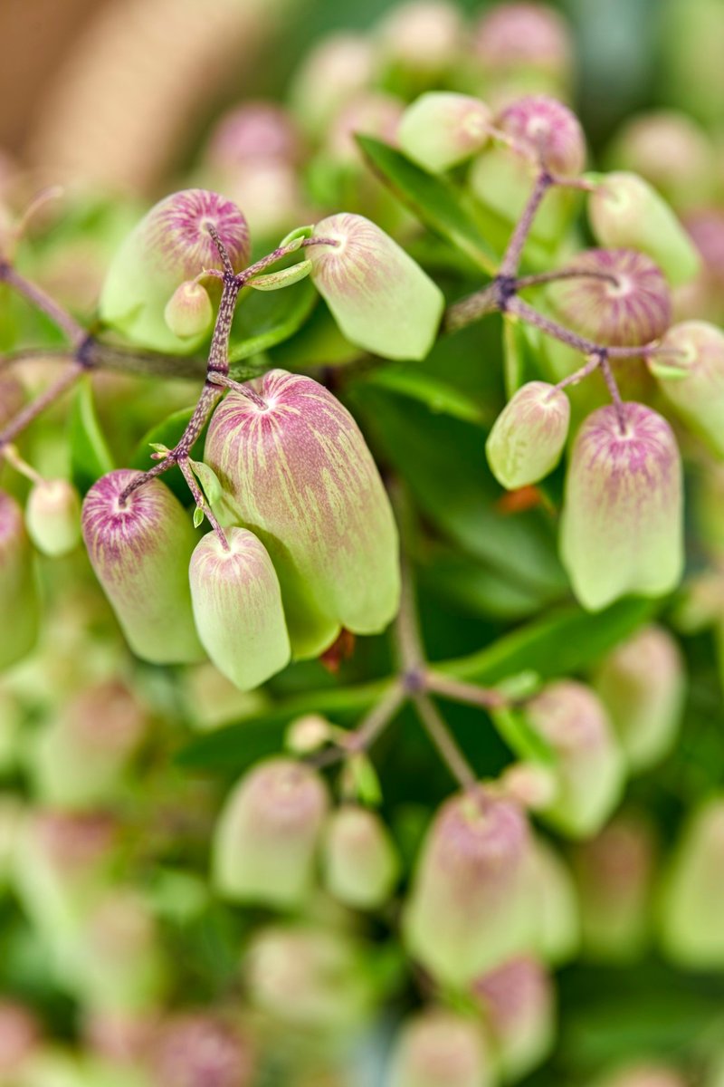 Kalanchoenl's tweet photo. Hij kwam al even voorbij in onze stories. De Kalanchoë specialty 'Magic Bells'. Prachtige trossen met lichtgroene ‘druiven’, waar bijzondere oranjerode bloemen uitkomen.  Deze wil je toch gewoon? 💗💚😇
#alwayskalanchoe #alwayscolourful #altijdkleurrijk #easycare #MagicBells https://t.co/wr4RO4pFGK