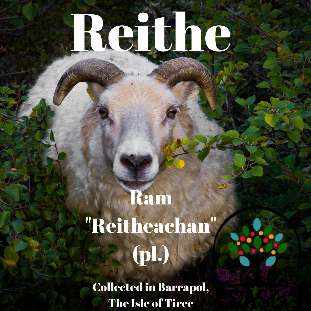 DASG_Glaschu's tweet photo. https://t.co/pfUMxdtBS0
#Gàidhlig #Gaelic #DASG #archive #tasglann #UofG #Archivist #ScotlandsSounds #DigitalArchive #IsMiseGàidhlig
#reithe #reitheachan #ram #rams #uan #uain #lamb #lambs #lambing #caorach #caoraich #sheep
#GoirteanDòmhnaill #Barrapol #Tiriodh #Tiree https://t.co/lMBRoq0uKU