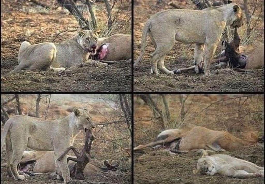 સિંહે એક હરણનો શિકાર કર્યો હતો. જેવું તેને ખાવા માટે બચકું ભર્યું તો તેને અહેસાસ થયો કે હરણી ગર્ભવતી હતી અને તેના પેટમાં બચ્ચું છે. સિંહે ધીમેથી તે બચ્ચાંને પેટમાંથી બહાર કાઢ્યું. પરંતુ બહુ મોડું થઇ ગયું હતું. કારણ કે બચ્ચું મૃત્યુ પામ્યું હતું... 1/1