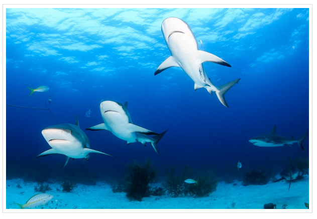 MethodsEcolEvol's tweet image. Which statistical technique should you use on your aquatic #telemetry data?

In our new blog post, @kimprobable42 takes us behind her paper 'Current and emerging statistical techniques for aquatic telemetry data', shortlisted for our #RobertMay Prize 2019

methodsblog.com/2020/08/14/nav…