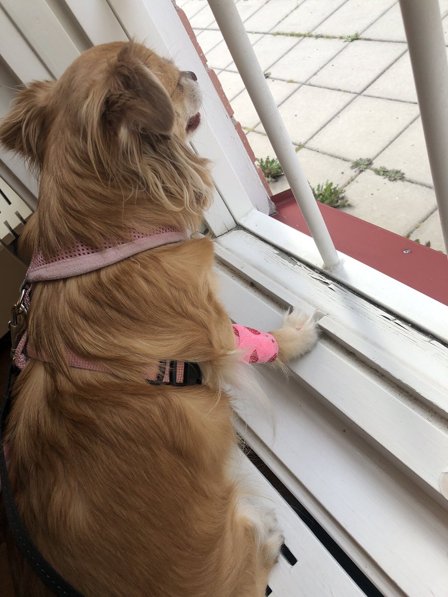 chunkysimba's tweet photo. 2 vets in 1 day.Nala had some tummy issues so we had to get a checkup! She’s fine! And Simba has a control and blood tests and his blood went up so much! The level rn is 35% so it’s almost normal. He’s healing really fast. Only thing is he started to limp and we gonna controll it https://t.co/hGlLIDAdzi