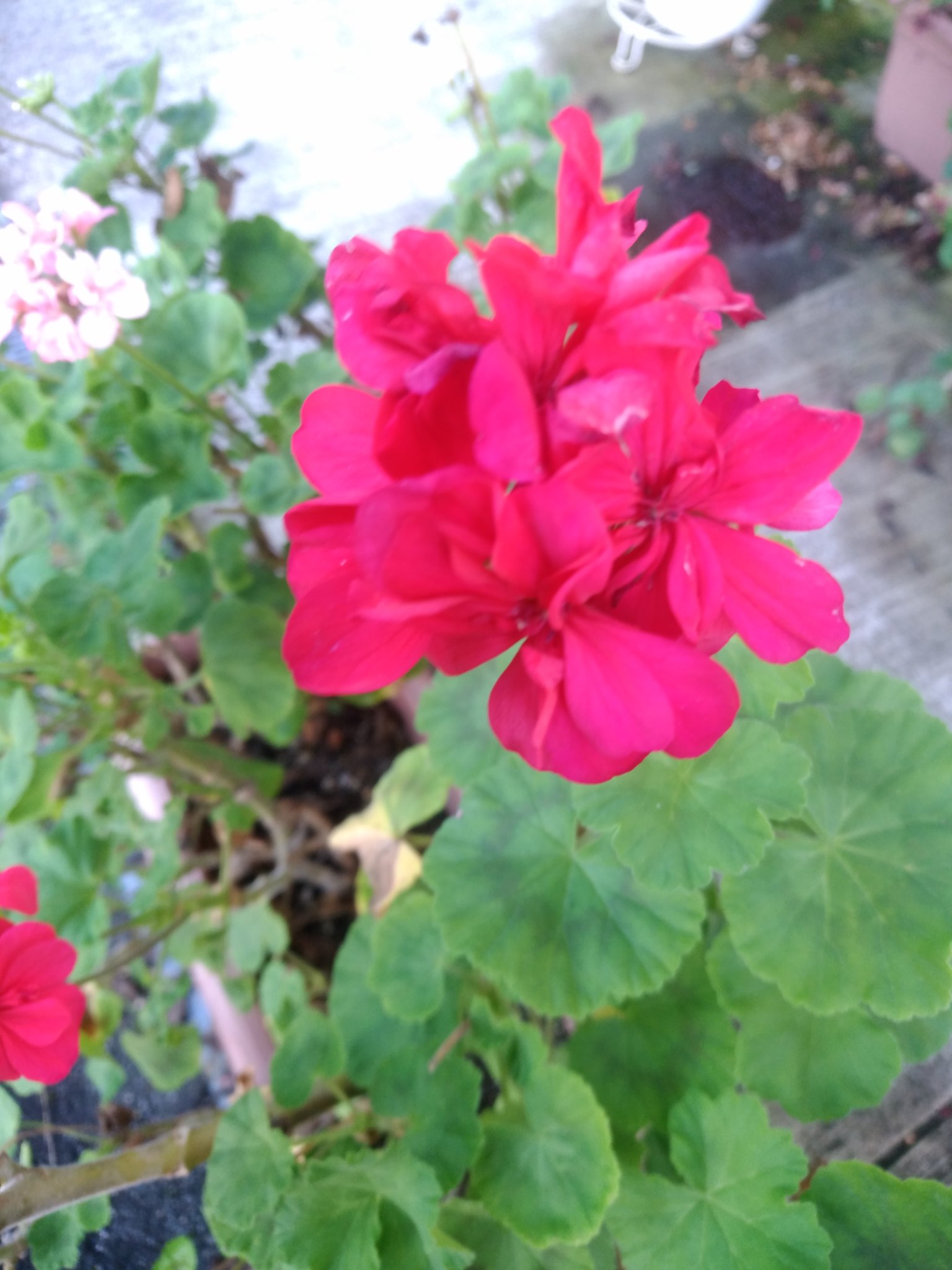 Sunny 学校の花壇で育てやすい花 水やりが毎日出来なくても 乾燥に強いのは ゼラニウム 増やすのも 茎を切って水につけておくと 根が生えてくる 花もたくさん咲くので切って 花瓶に挿してもよし B 三行教育技術 T Co Nroyqgm5jy Twitter