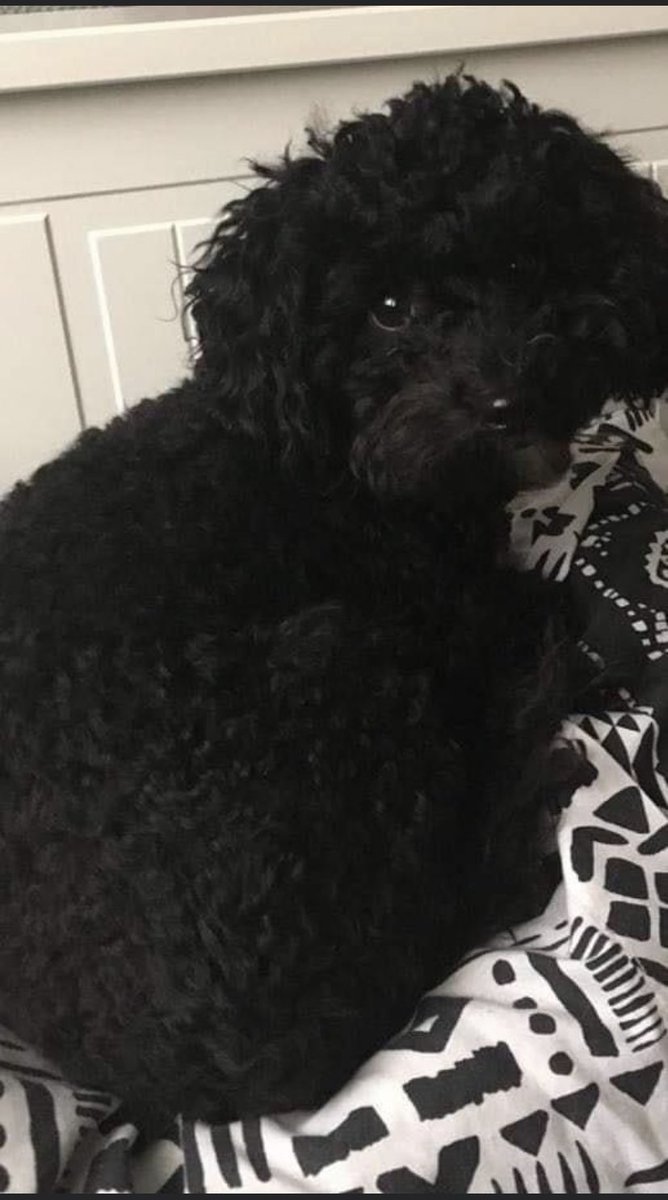 PhoebeWeir1's tweet image. £500 REWARD FOR OUR DOGS SAFE RETURN!!! MISSING SINCE 5:30 PM 13/08/2020 RAVEN LANE, LANGLEY GREEN, CRAWLEY, WEST SUSSEX

PLEASE CONTACT ME IF ANY SIGHTINGS OR NEWS OF A DOG THAT LOOKS LIKE THIS, RED COLLAR AND GOLD NAME TAG

07757 965435   07583 223034