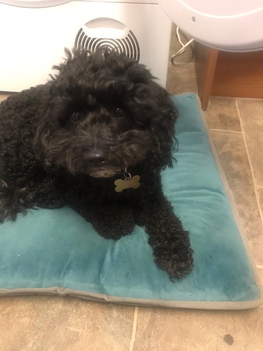 PhoebeWeir1's tweet image. £500 REWARD FOR OUR DOGS SAFE RETURN!!! MISSING SINCE 5:30 PM 13/08/2020 RAVEN LANE, LANGLEY GREEN, CRAWLEY, WEST SUSSEX

PLEASE CONTACT ME IF ANY SIGHTINGS OR NEWS OF A DOG THAT LOOKS LIKE THIS, RED COLLAR AND GOLD NAME TAG

07757 965435   07583 223034