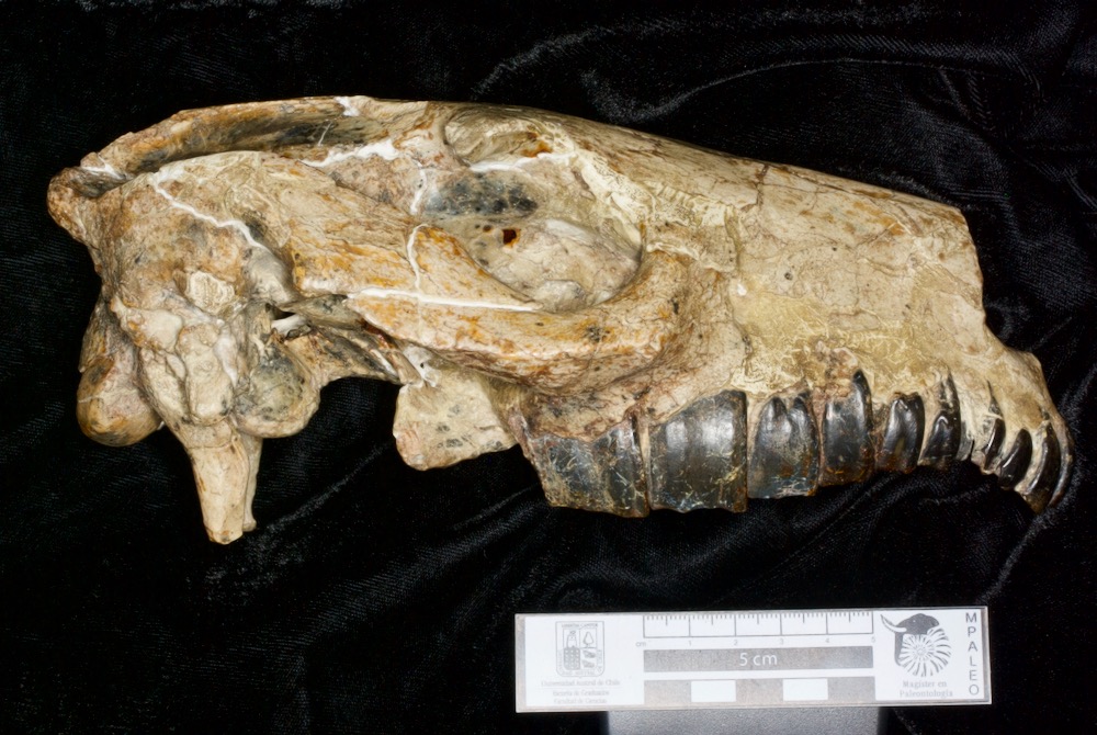 dcpaleo's tweet photo. #FossilFriday 🐴~25 million-year-old Rhynchippus equinus from @FieldMuseum collections. Its name includes both the Greek &amp; Latin words for #horse, but it is a South American #notoungulate, very distantly related. For more info on "notohippids," check out https://t.co/vMcR8yE0dd https://t.co/e4kmHsonKT