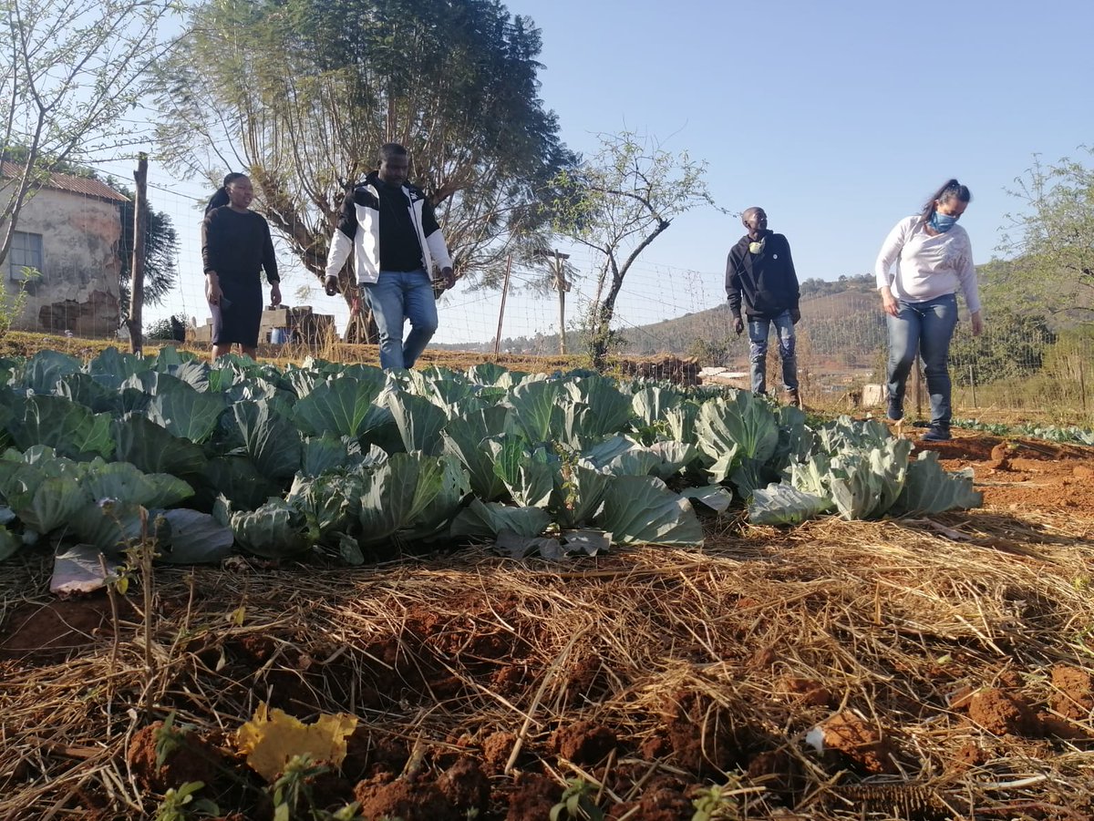 PACSA40YEARS's tweet photo. PACSA together with Slow Food South Africa visitedy two  community partners who have home gardens with the aim to create  networks and working relationships in promoting local food systems
#localfood.  #promotinglocalfood.   #fightingpoverty.    #fightinghunger https://t.co/TFVYRY0LTV