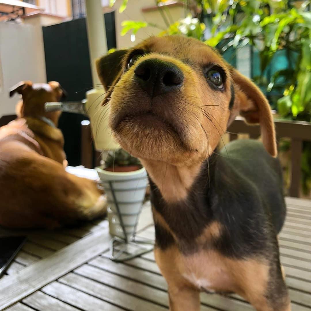 perrosdemalaga's tweet photo. Hoy os presentamos a LOLA, sacada del Zoosanitario de Malaga 

Tiene 2 meses y medio, es noble, obediente, muy cariñosa y sociable con otros animales🐾

Está desparasitada, a la espera de una buena familia 🥰

💌Si quieres adoptarla , escribe un email a perrosdemalaga@gmail.com https://t.co/iM3M1Vrccb