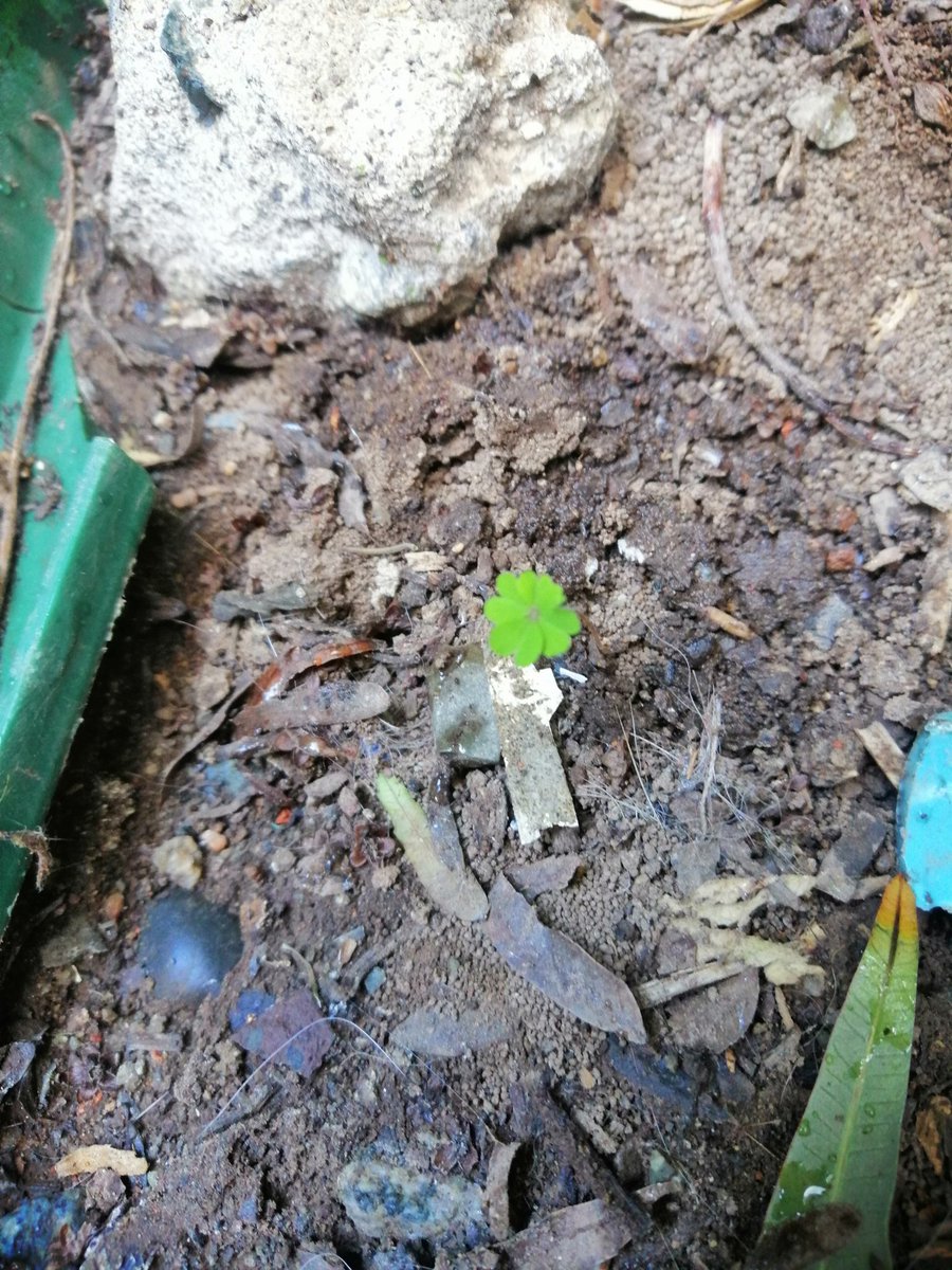 Christi17540112's tweet image. #CelestinoCordova  para ti y para los #PueblosIndigenas al lado de mi #Compostera
#ResiduosOrganicos 🌍🙏🏼🧠💚