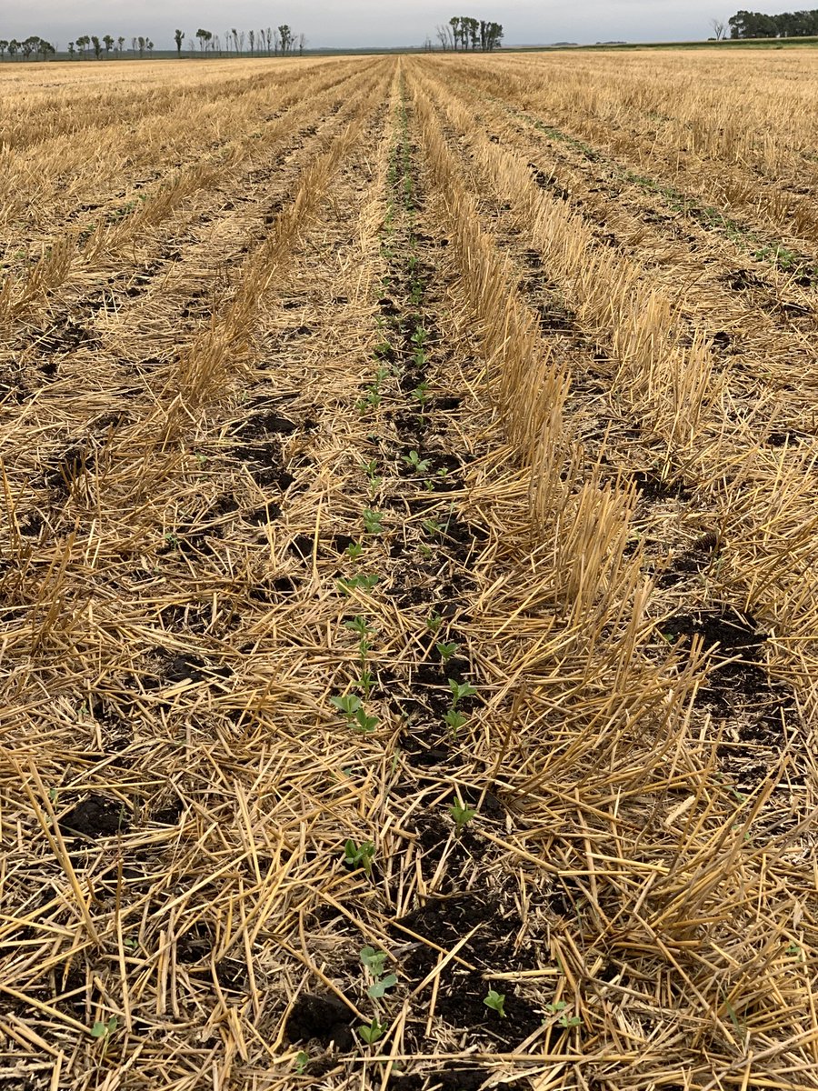 JoeBreker's tweet photo. Next years corn rows coming up nice. #biostriptill #fababean #pair row sixty” https://t.co/TDG5XhIr9y