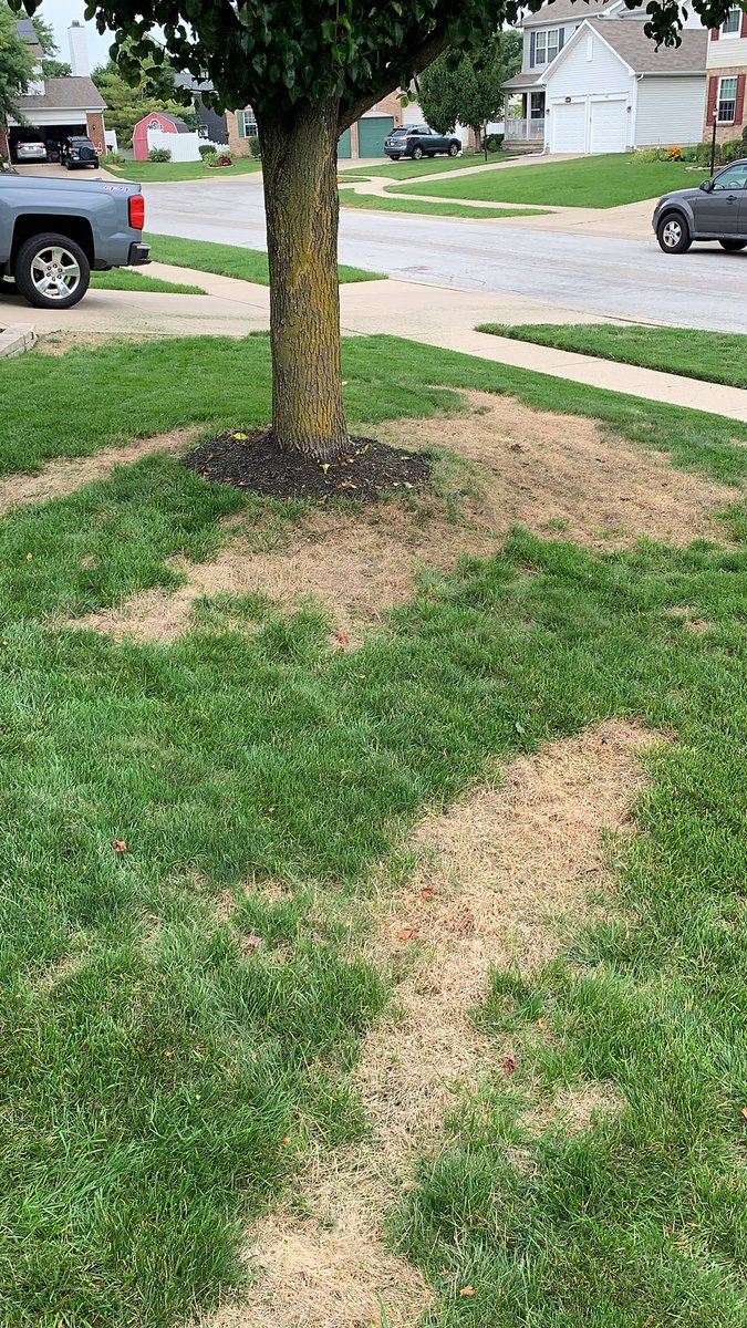 dhens7's tweet photo. @TruGreen. Week #7 of TruBrown’s lawn recovery after they killed my lawn.  0% progress!!!  Why don’t you send some folks from the billing department out to work on my lawn!!  Those dudes get after it!!! https://t.co/IRPOfv9gx1