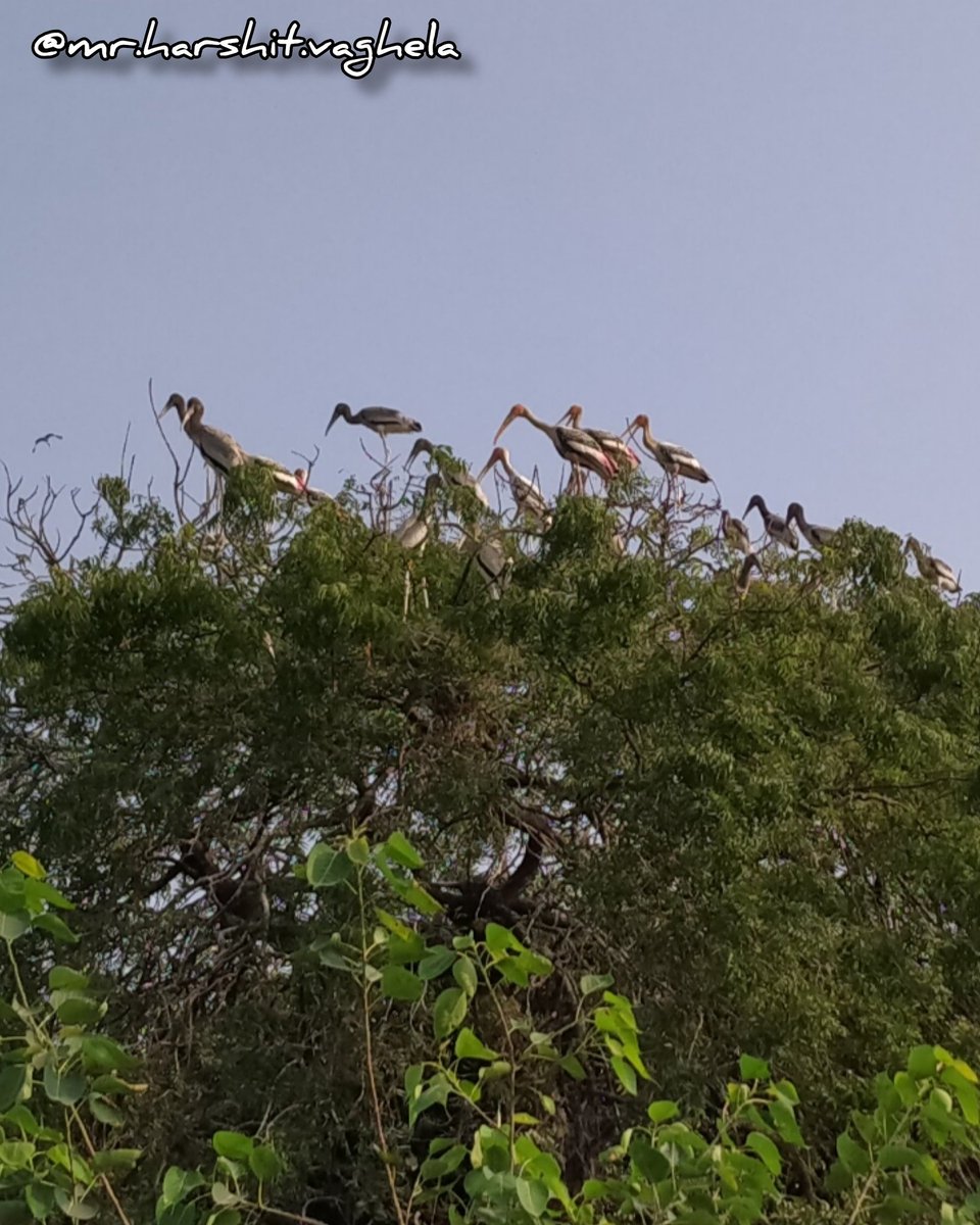 vaghelaharshit7's tweet photo. #paintedstorkbird #paintedstork #storkbird #stork #birdfeather #mycterialeucocephala #mycteria #birdphotography #bird #worldprotector #Mission_of_world_protection
#Discover_of_Harshit_Vaghela
#Animal_And_Bird_Love_of_Harshit_Vaghela
#અતીત_ની_પોટલી(#Biography_of_Harshit_Vaghela) https://t.co/kmyT6ZaSbg
