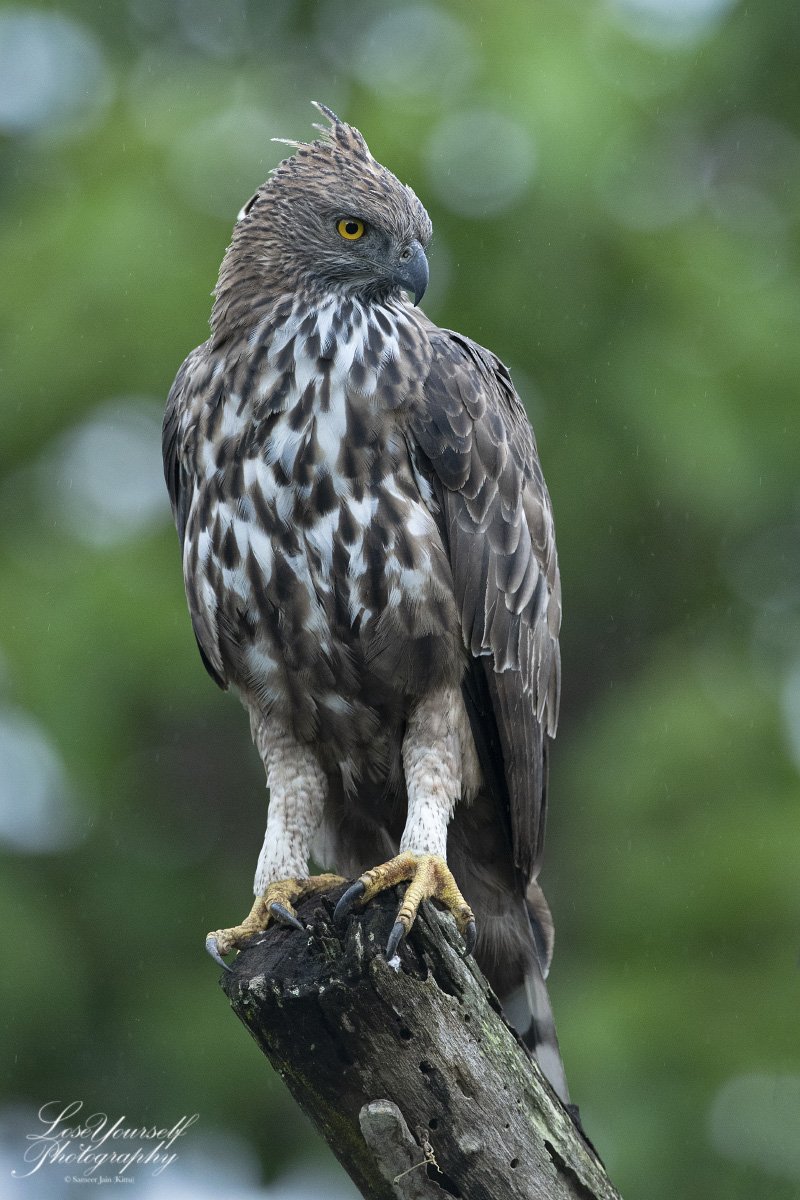 Crest in the rains..
A majestic #crestedhawkeagle in the rains while on #safari in #bandipur. Nikon #D850 and 600 F4 VR. #iamnikon