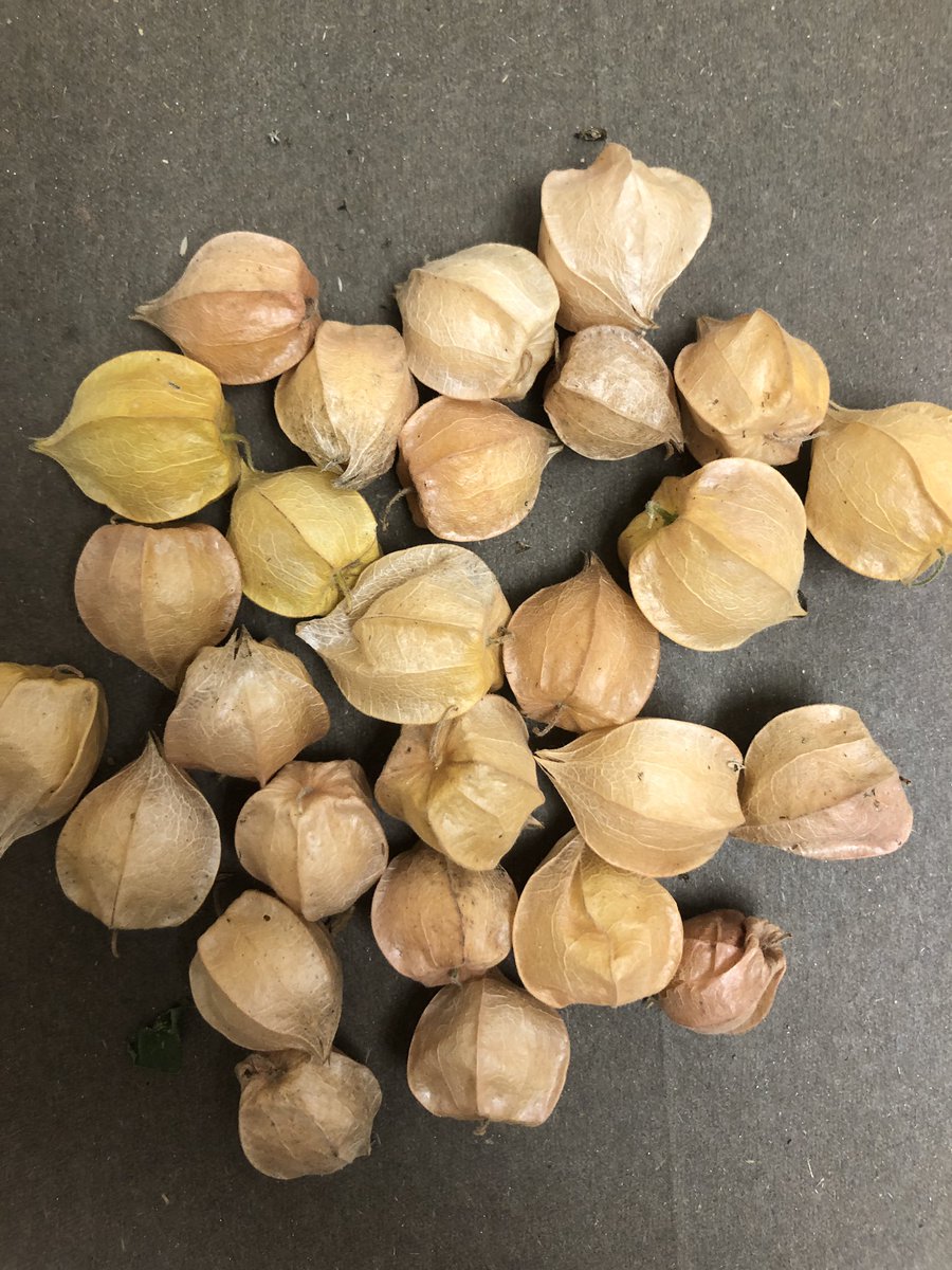 PhysalisProject's tweet photo. It’s groundcherry harvest time, our plants are readily dropping fruit. So sweet and yummy! https://t.co/QE25hB7iVd