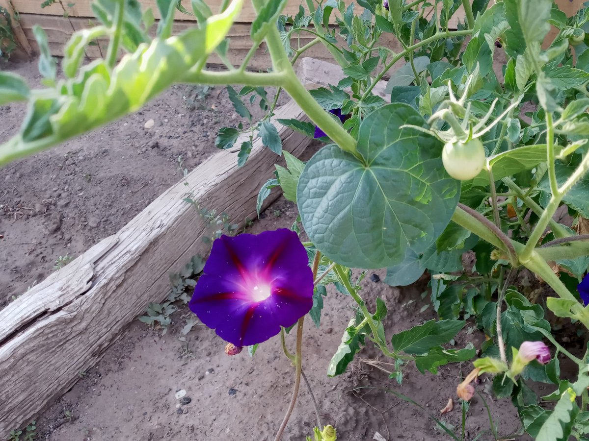 RepLebsock's tweet photo. Morning glory/tomato plant in garden this morning. https://t.co/wmwh34Uy9s